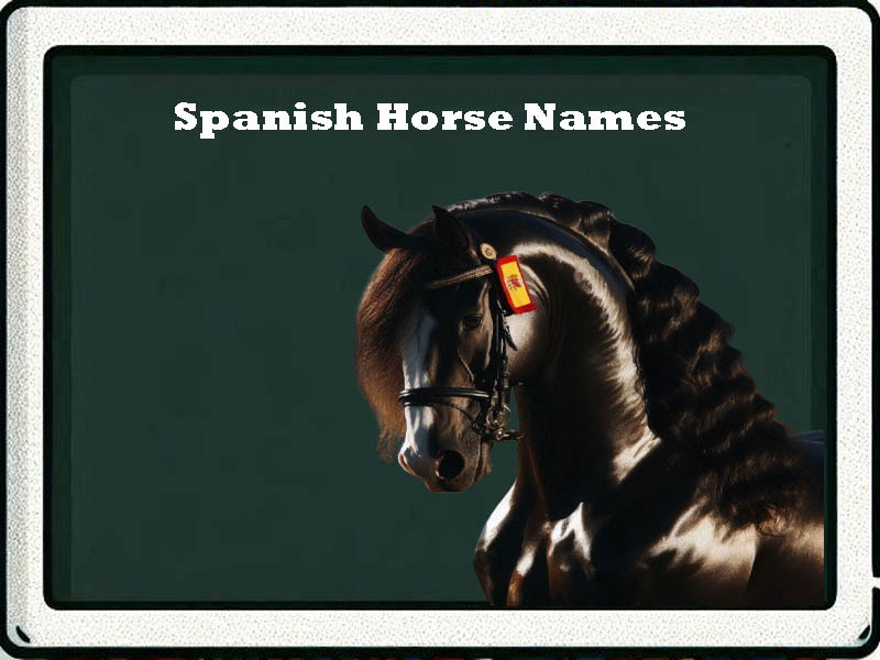 Spanish-Horse-Names-