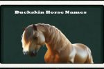 buckskin-horse-name-