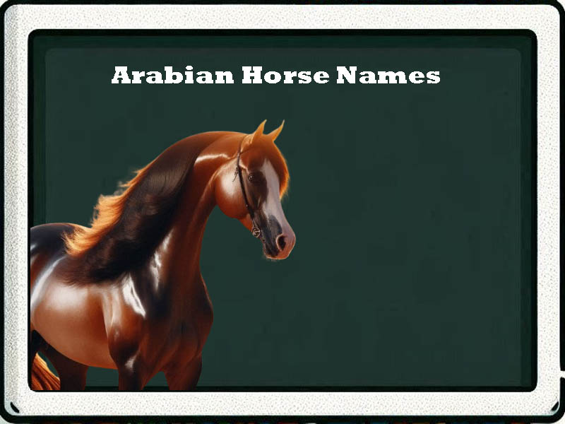 Arabian Horse Names