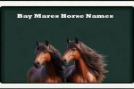 horse-names-for-bay-mares-