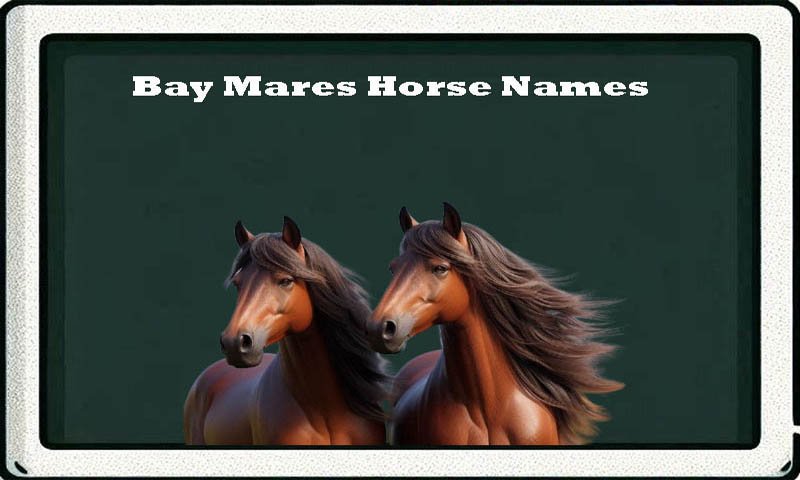 horse-names-for-bay-mares-