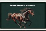 male-horse-names-