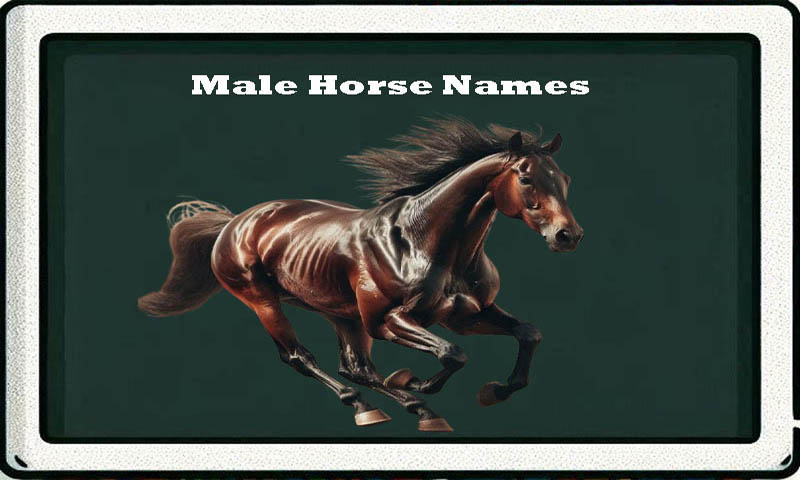 male-horse-names-