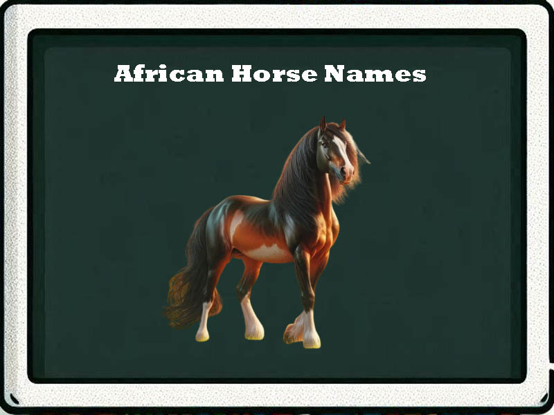 African horse names