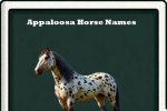 Appaloosa horse names