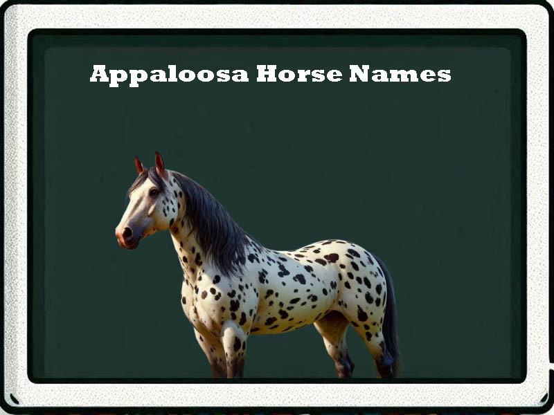 Appaloosa horse names