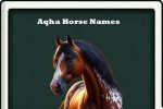 Aqha horse names