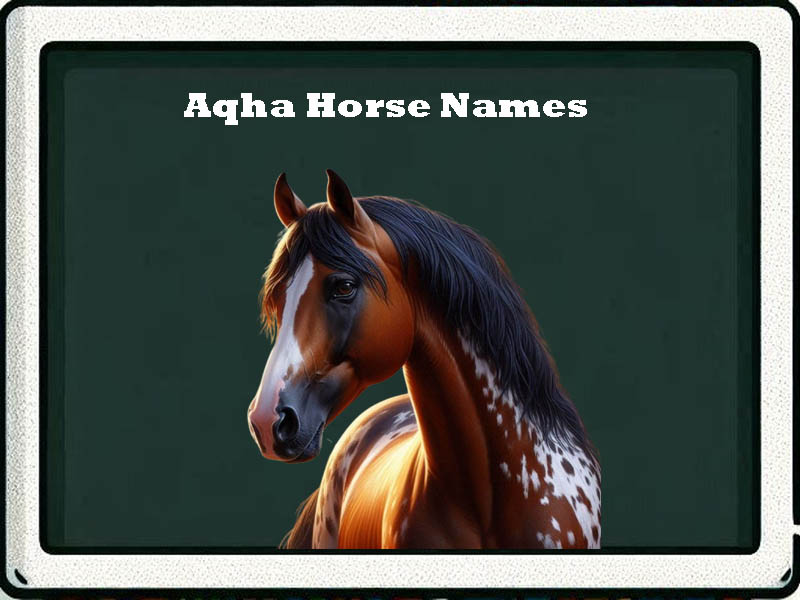 Aqha horse names