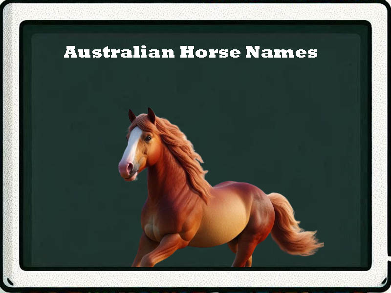 Australian Horse Names