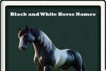 Black and White Horse Names