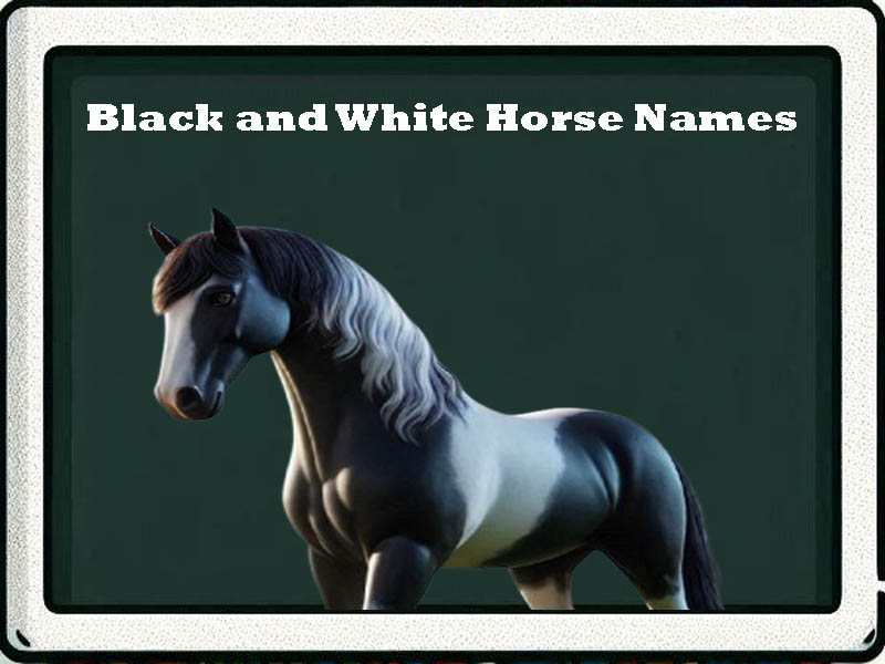 Black and White Horse Names