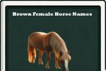 Brown female Horse Names