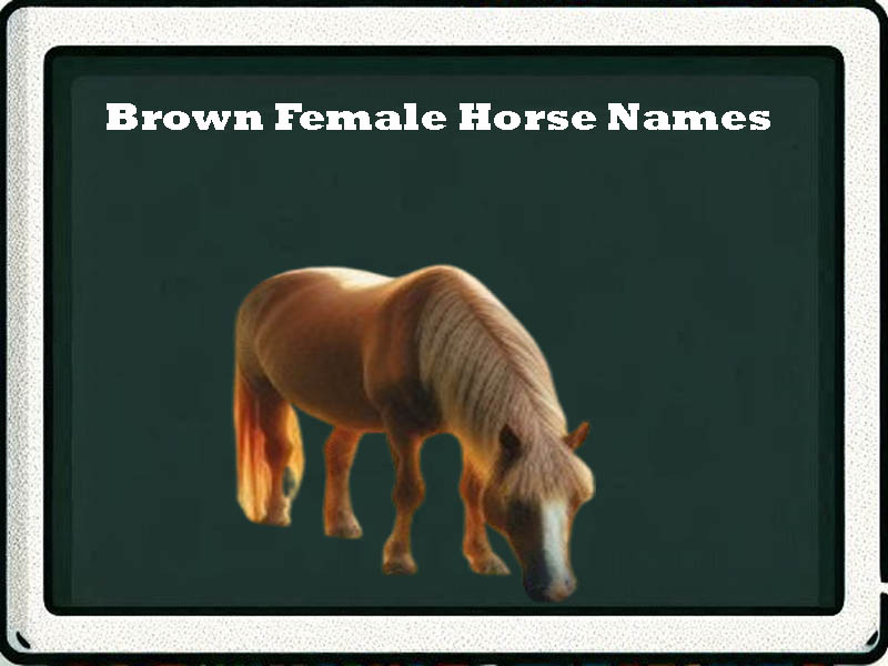 Brown female Horse Names