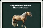 Dappled buckskin Horse Names