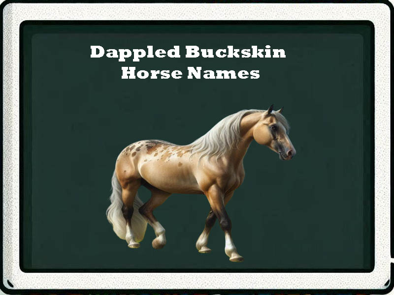 Dappled buckskin Horse Names