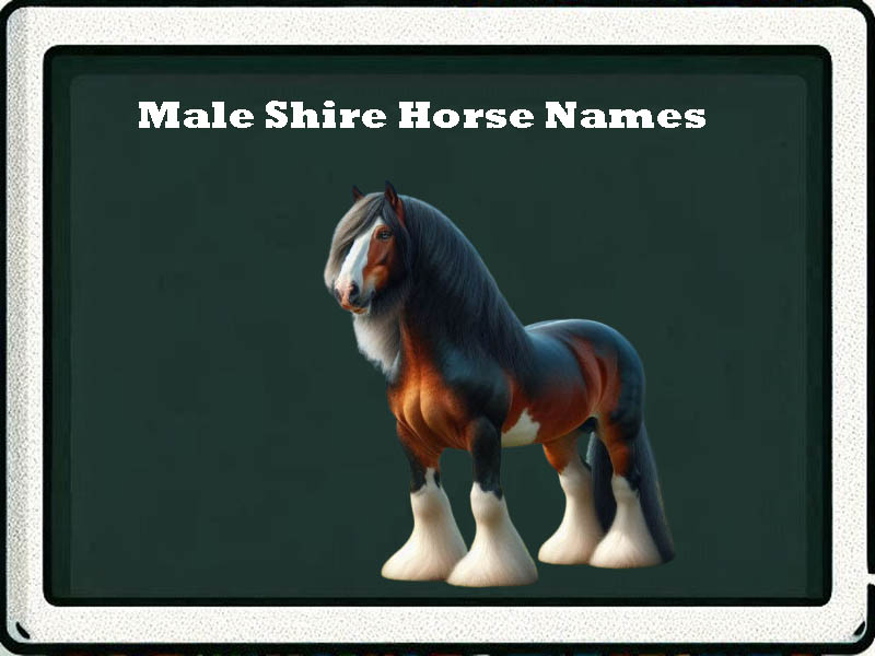 Male shire Horse Names