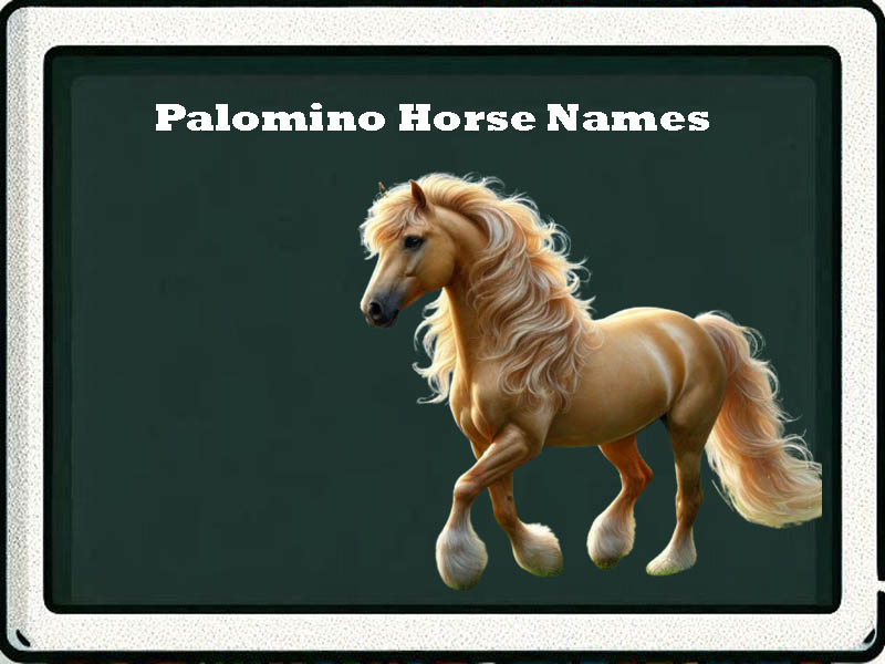 Palomino horse names