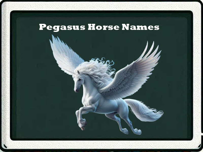 Pegasus Horse Names