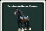 Percheron horse names