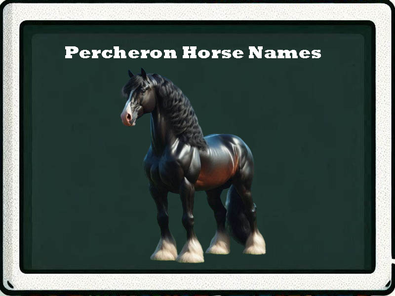 Percheron horse names