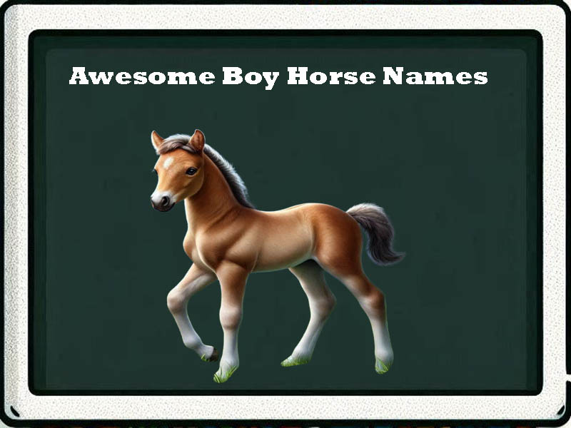 awesome boy horse names-