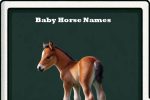 baby horse names