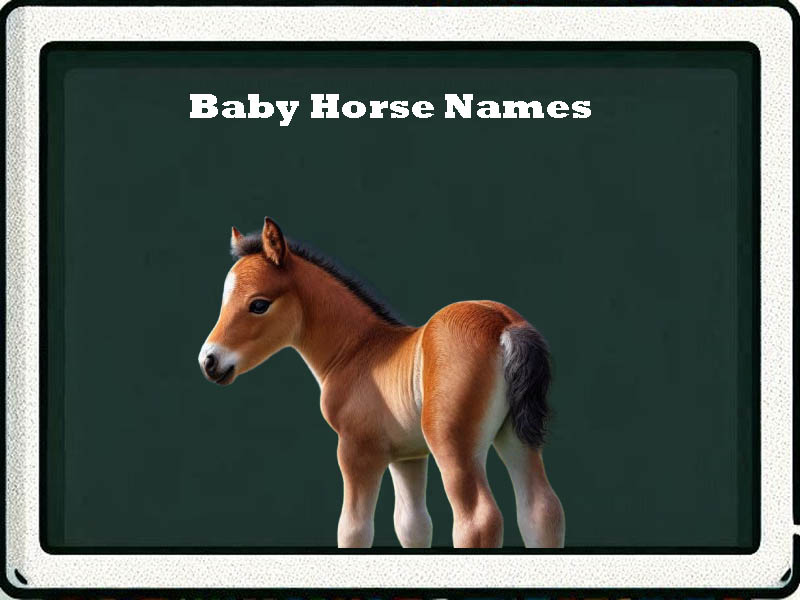 baby horse names