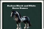 badass black and white horse names