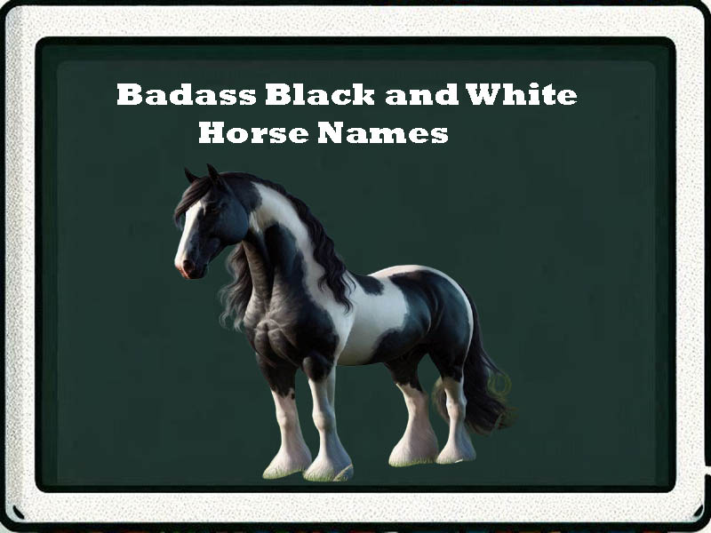 badass black and white horse names