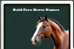 bald face horse names