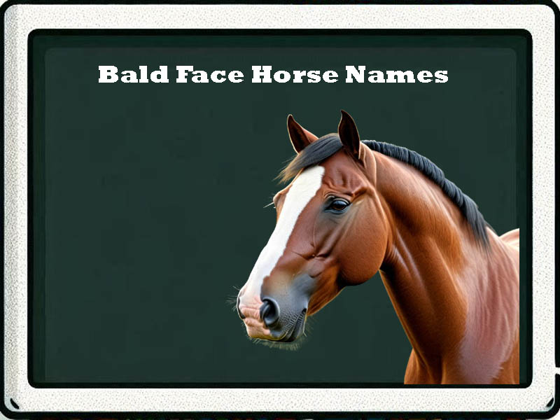 bald face horse names