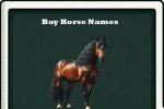 bay horse names