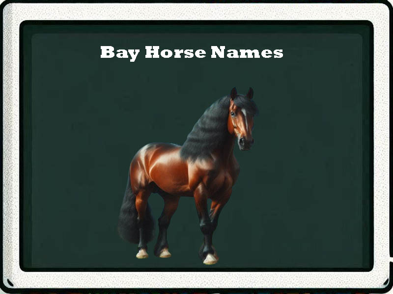 bay horse names