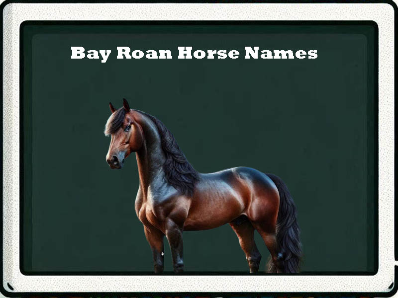 bay roan horse names