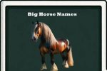 big horse names