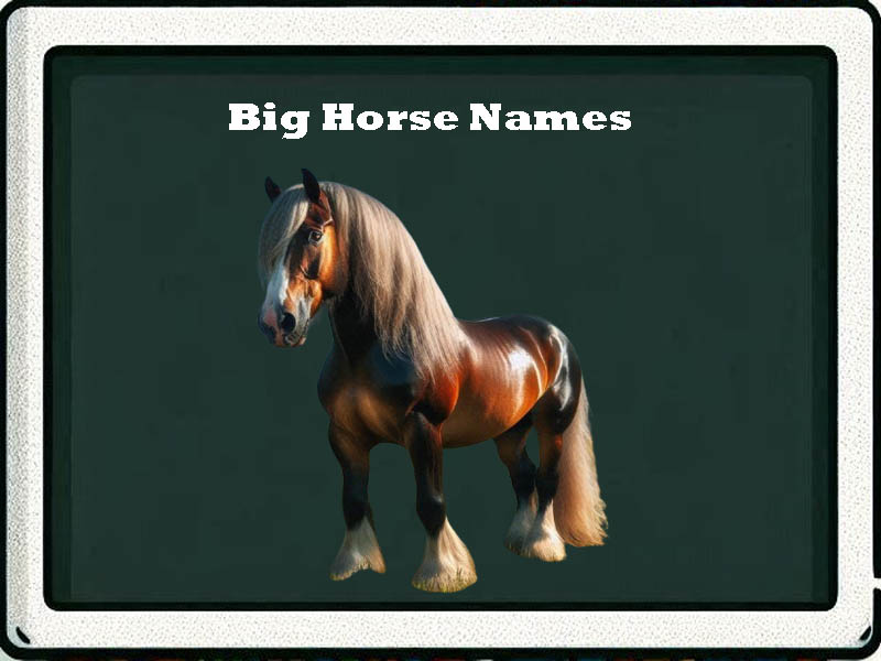 big horse names