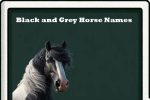 black and grey horse names