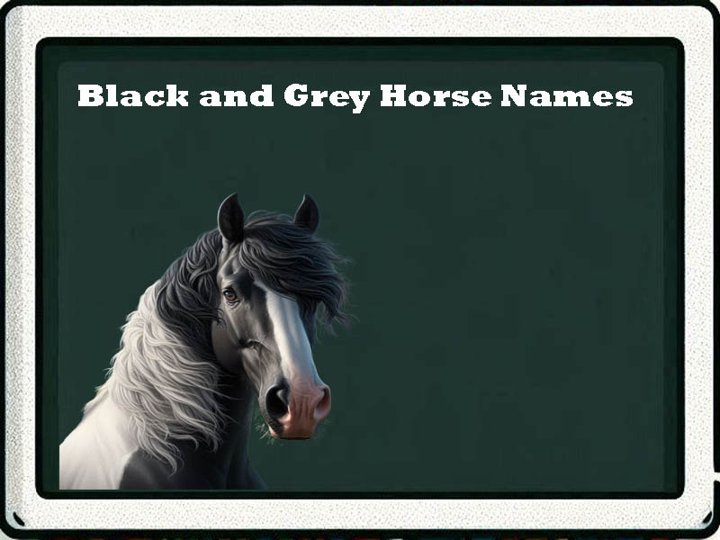 black and grey horse names