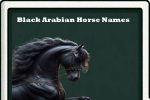 black arabian horse names