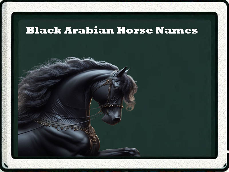 black arabian horse names