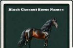 black chesnut horse names