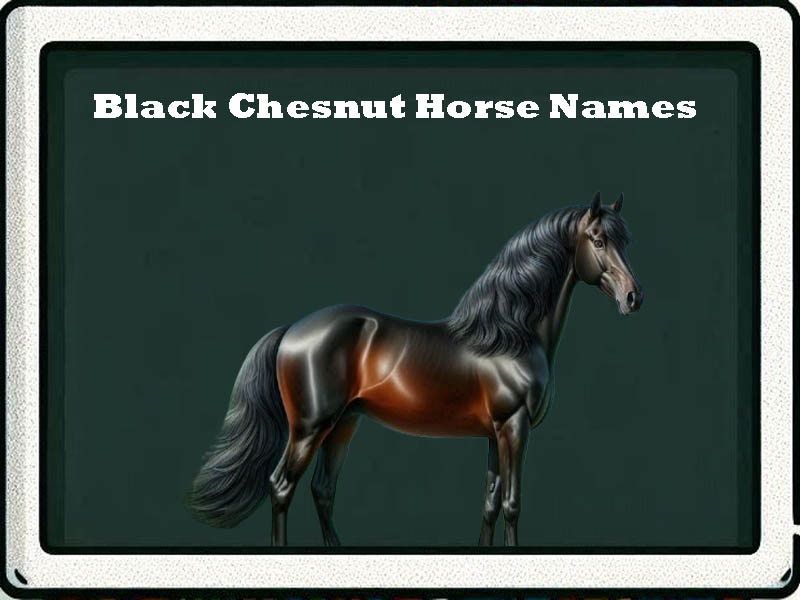 black chesnut horse names