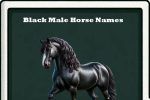 black male horse names