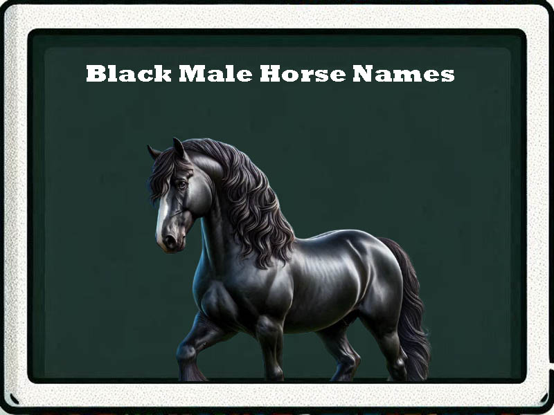 black male horse names