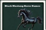 black mustang horse names