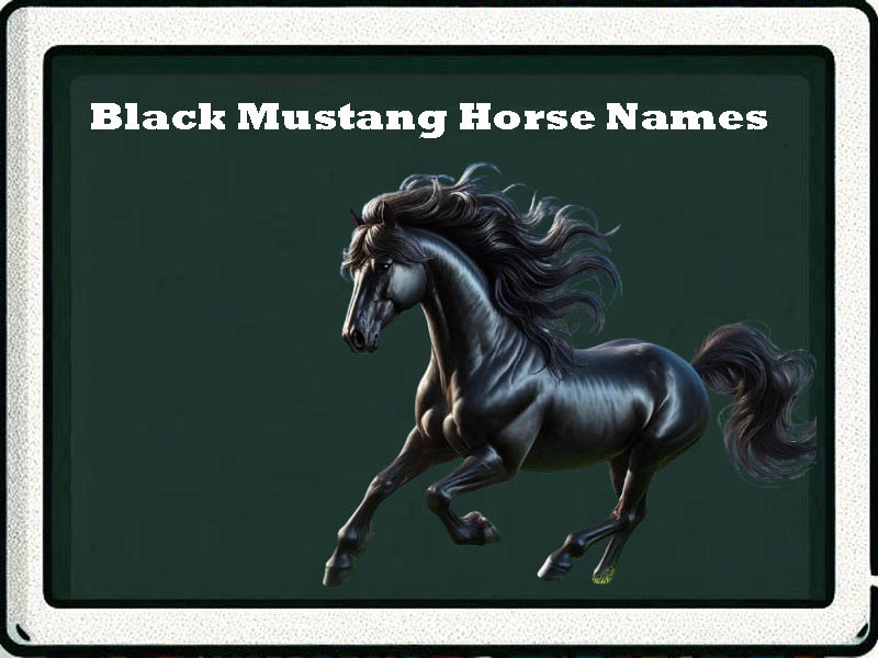 black mustang horse names