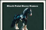 black paint horse names