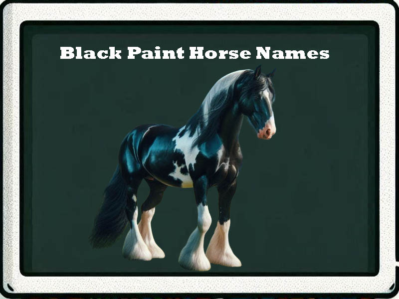 black paint horse names