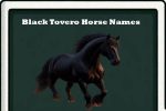 black tovero horse names