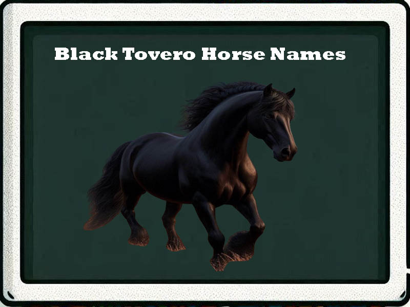 black tovero horse names